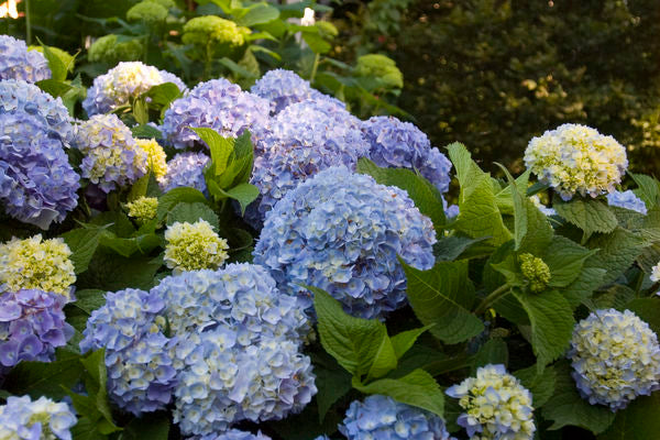 Endless Summer® The Original Hydrangea