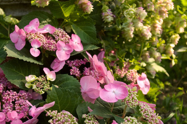 Endless Summer® Twist-N-Shout® Hydrangea