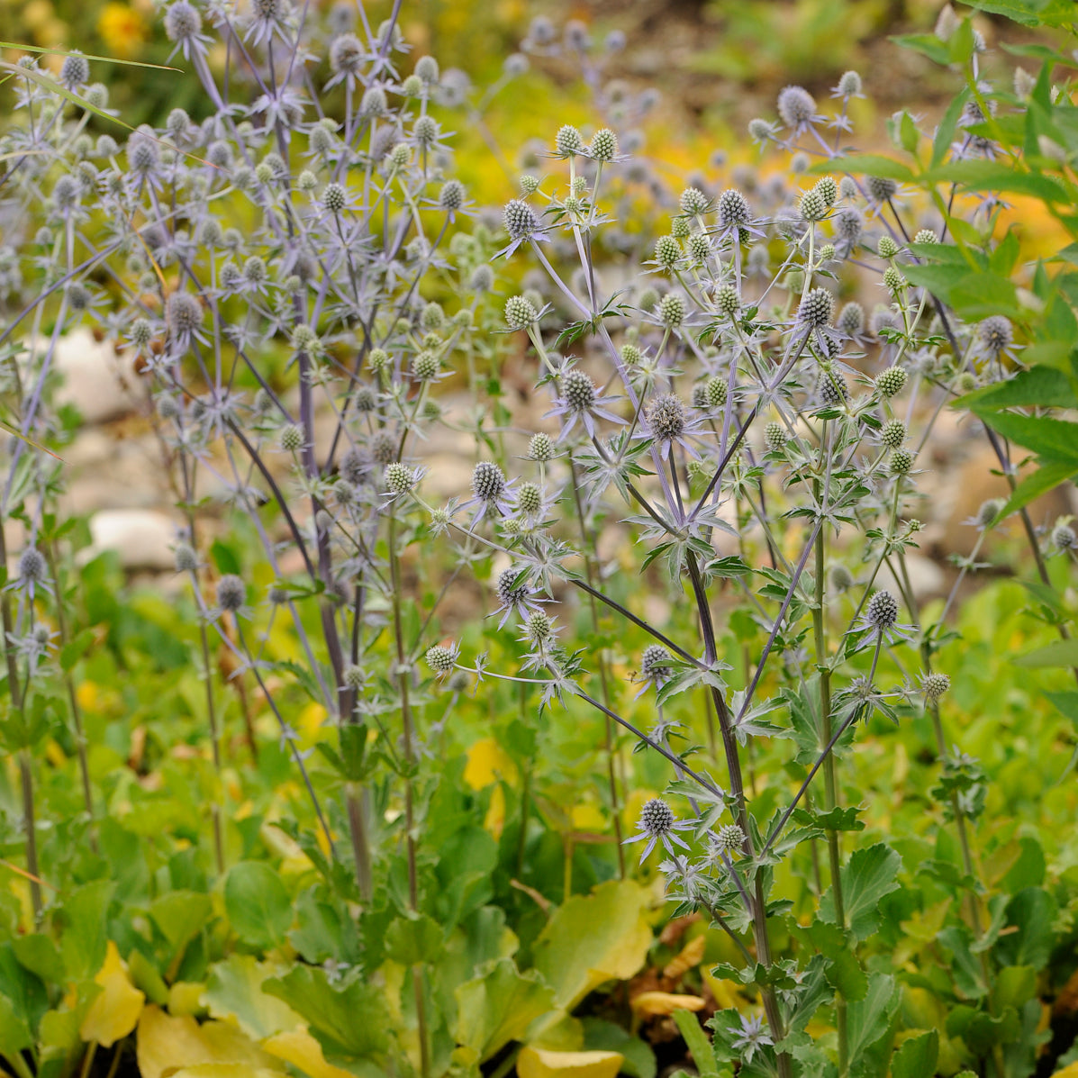 Blue Glitter Sea Holly