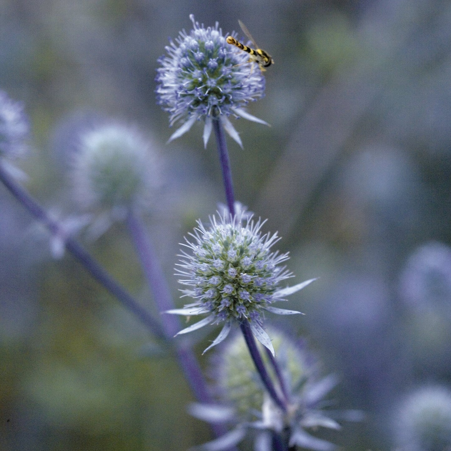 Blue Glitter Sea Holly