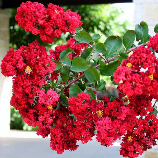 Crape Myrtle 'Red'