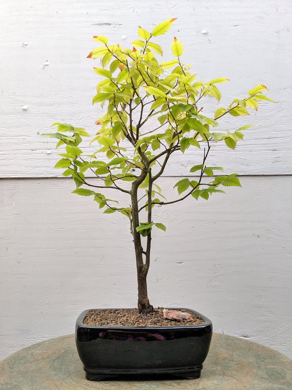 European Hornbeam Bonsai Tree