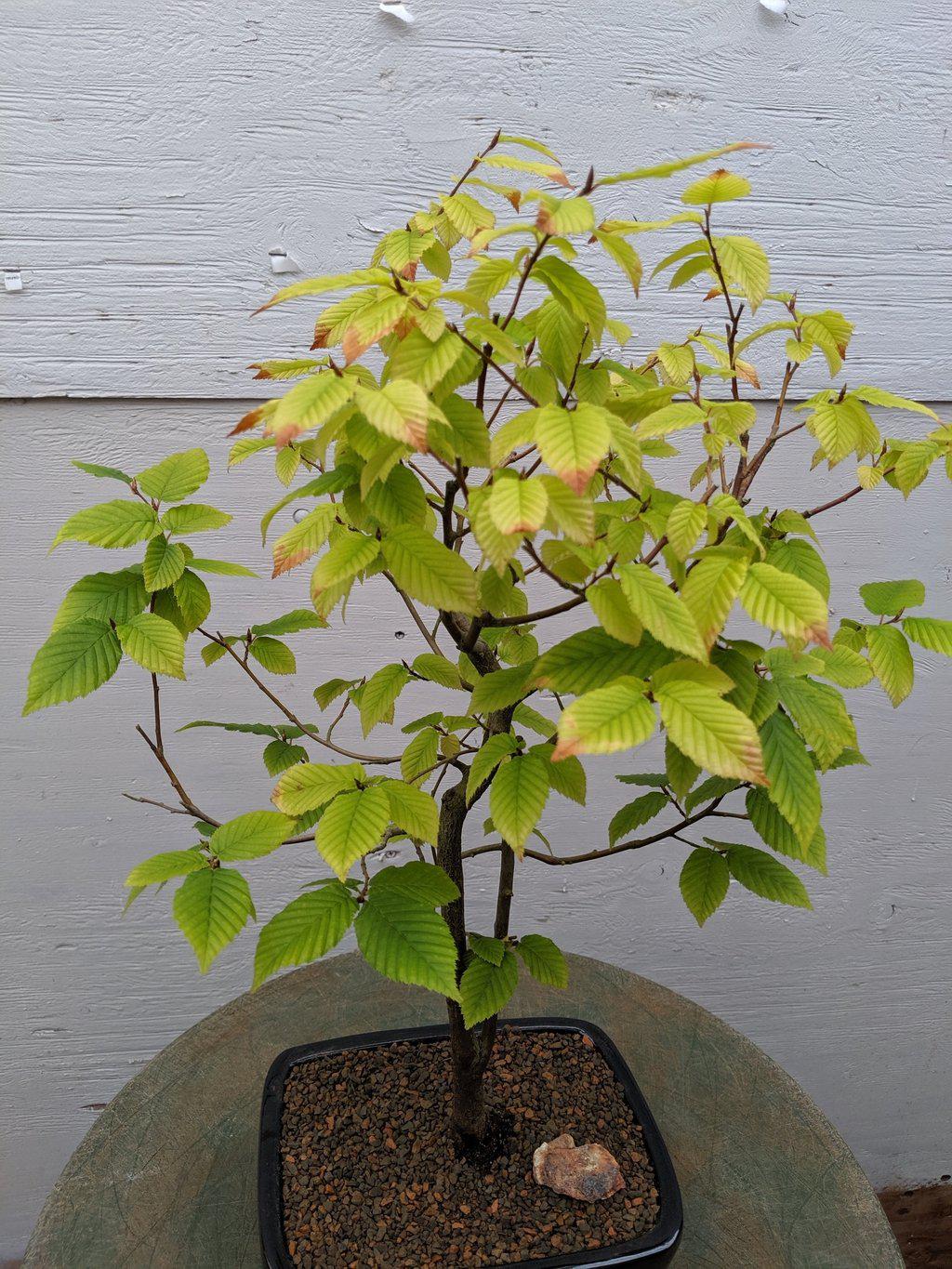 European Hornbeam Bonsai Tree