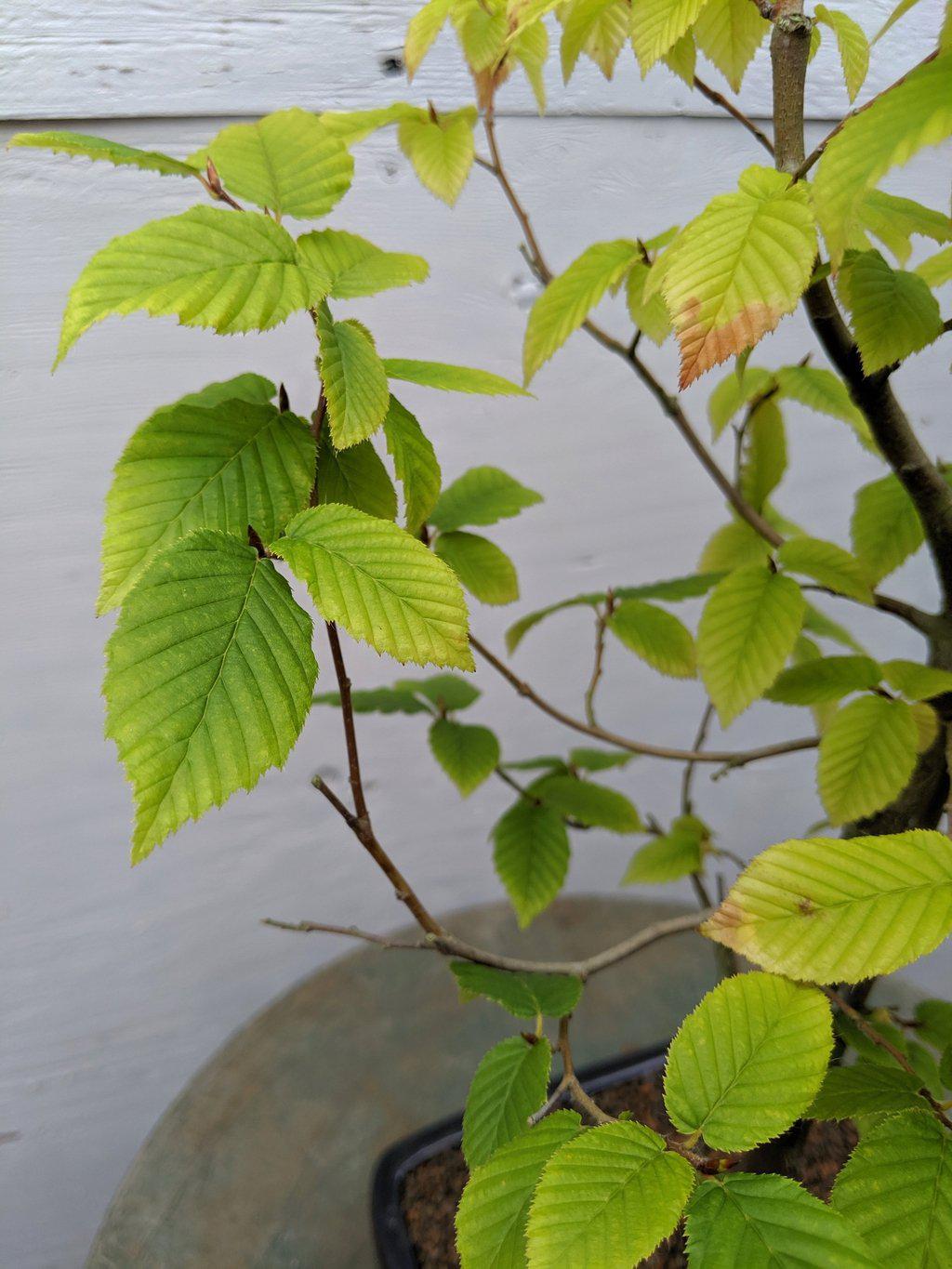 European Hornbeam Bonsai Tree