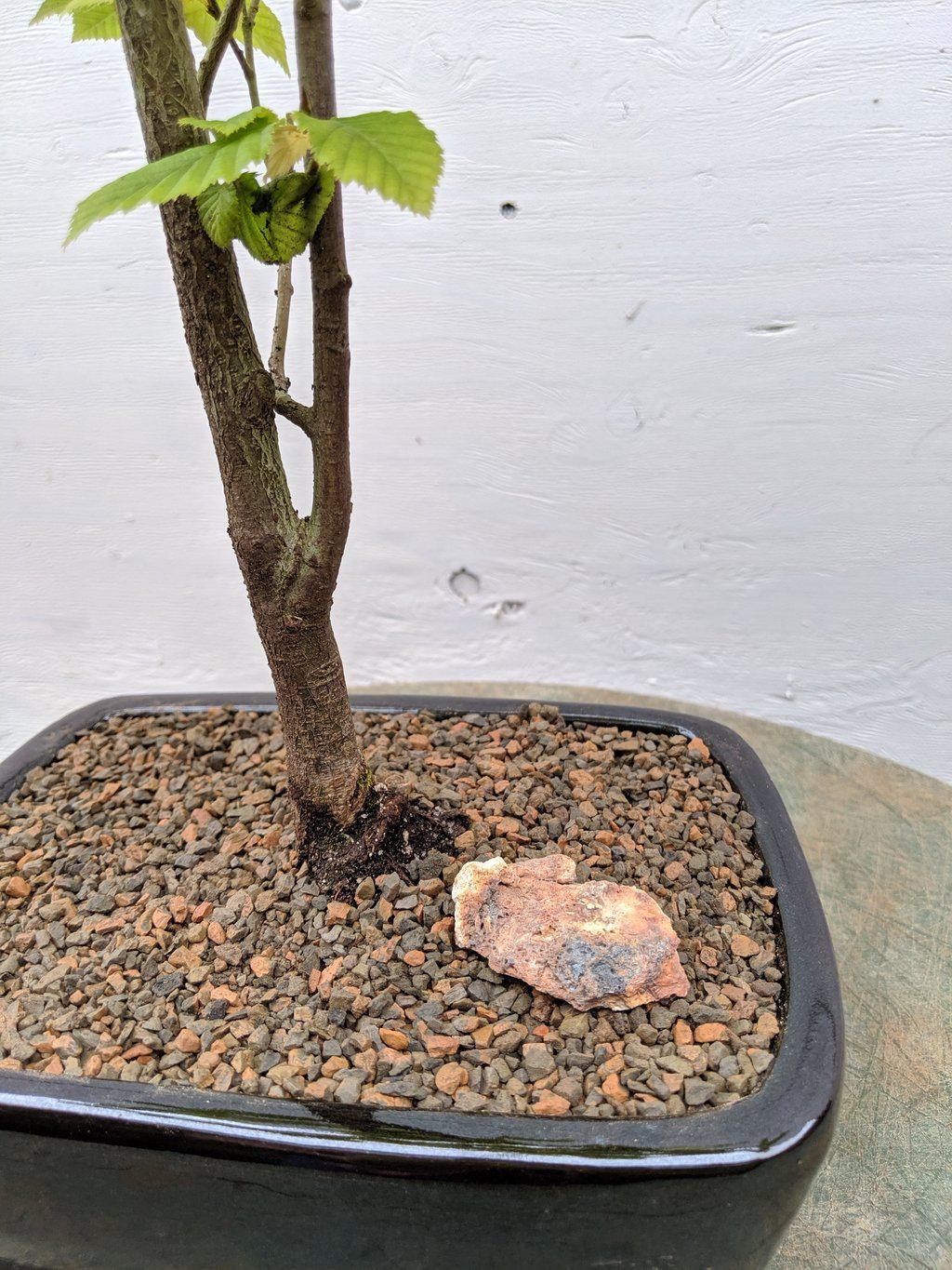 European Hornbeam Bonsai Tree