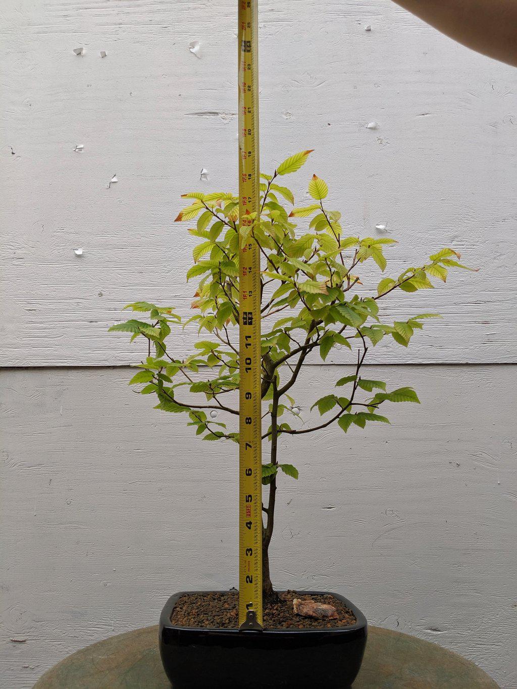 European Hornbeam Bonsai Tree