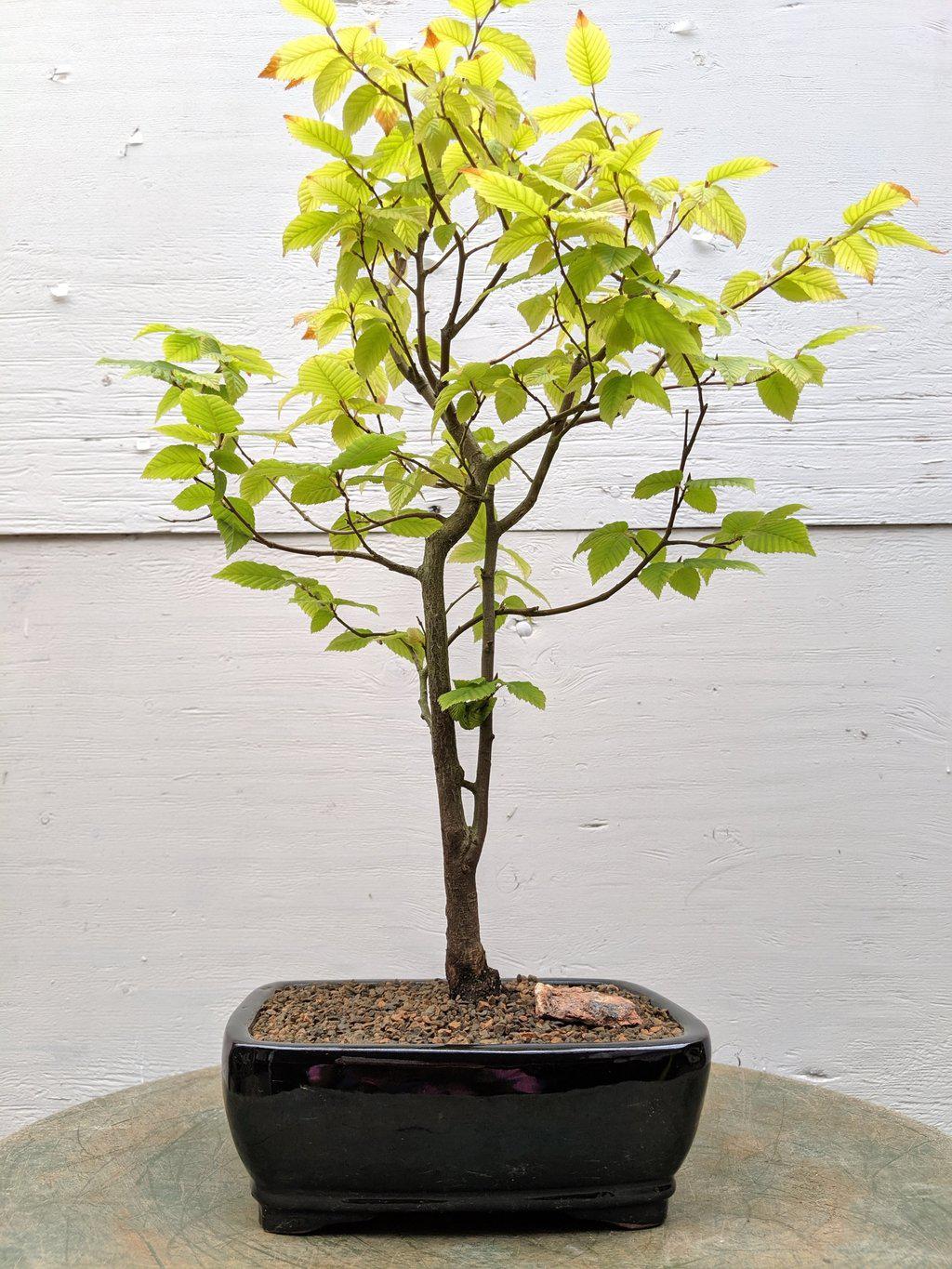 European Hornbeam Bonsai Tree