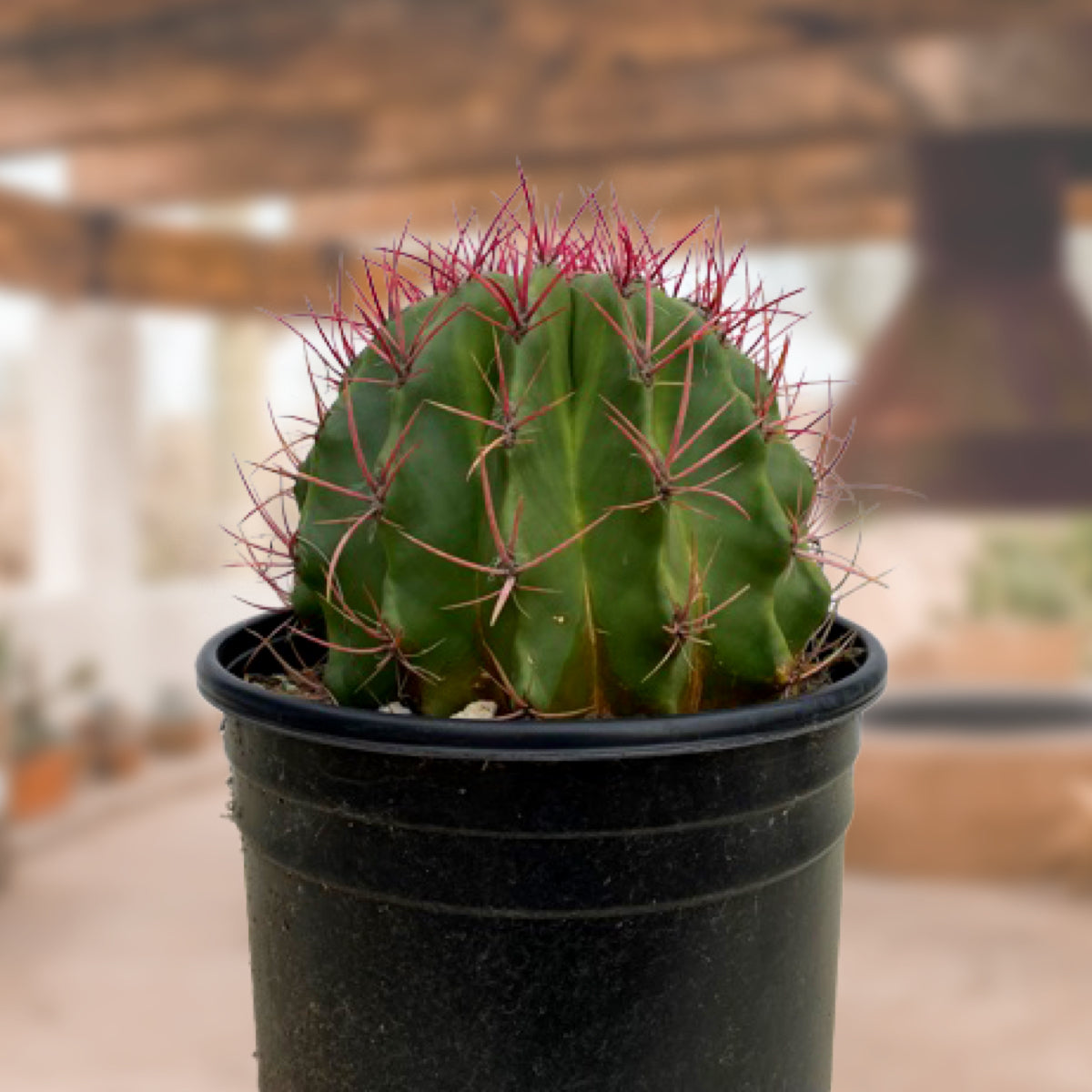 Ferocactus Pringlei