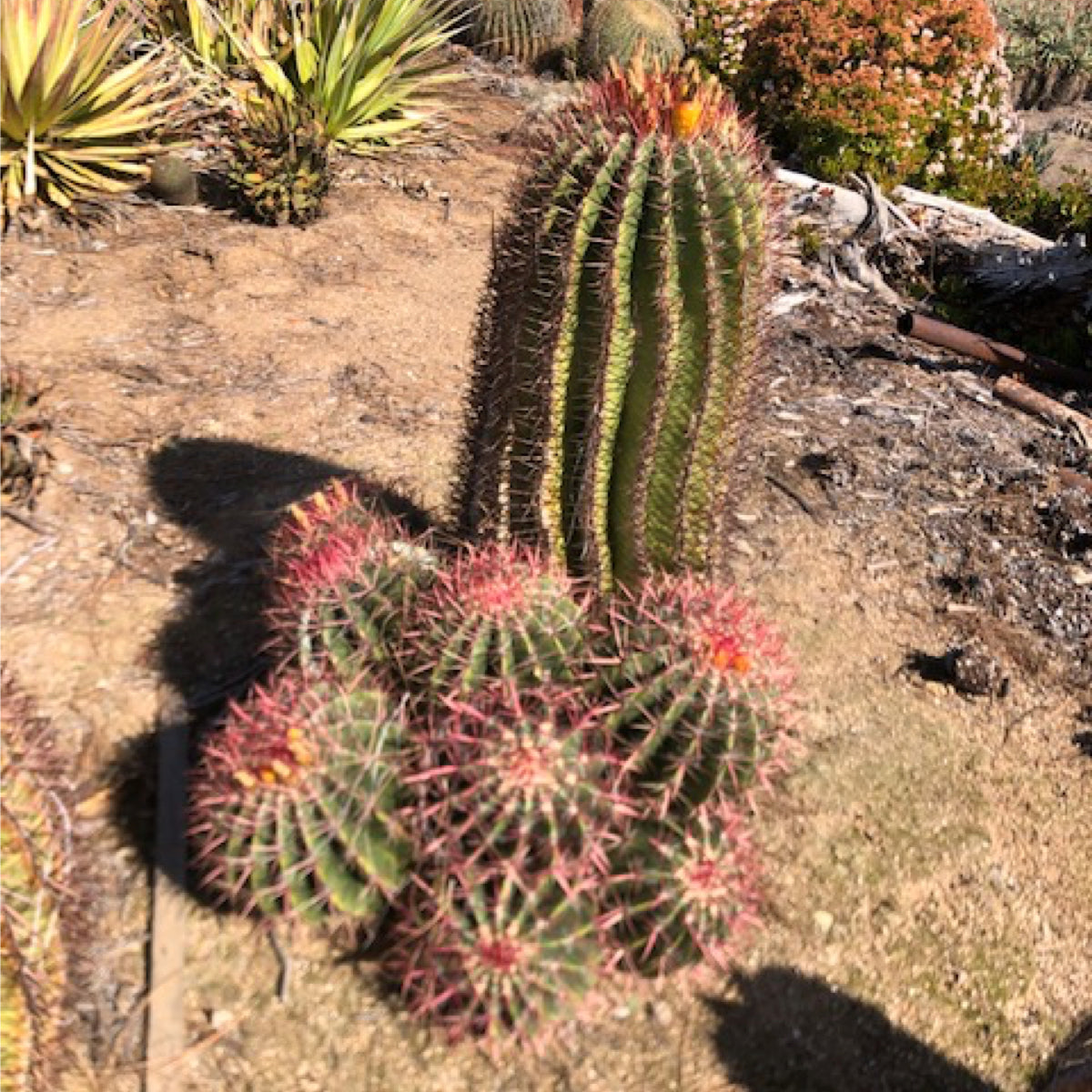 Ferocactus Pringlei