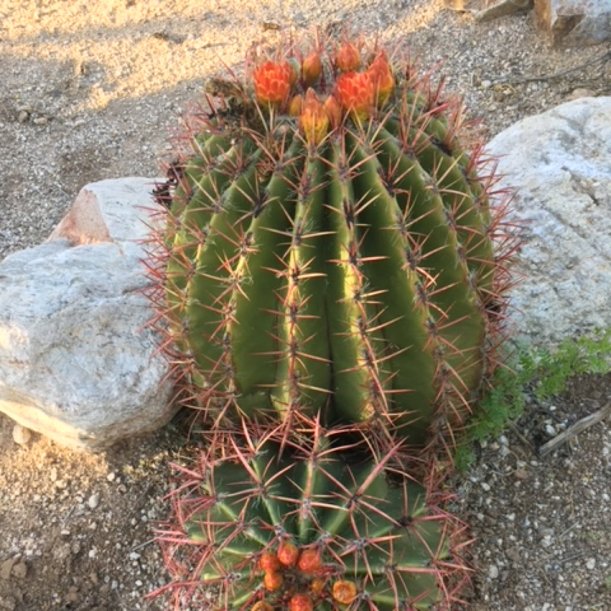 Ferocactus Pringlei