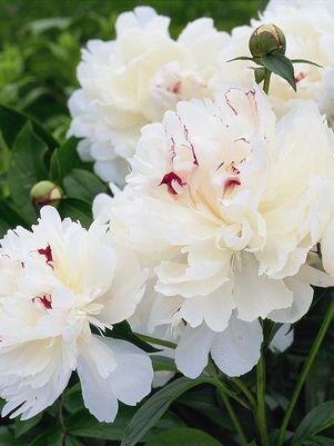 Festiva Maxima Double Peony