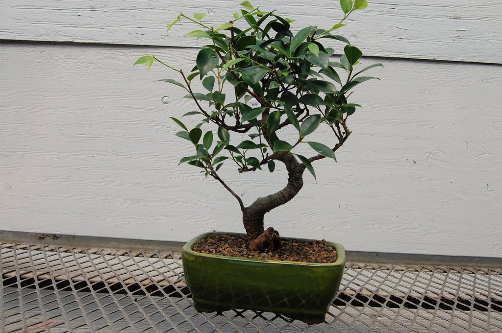 Ficus Retusa Bonsai Tree