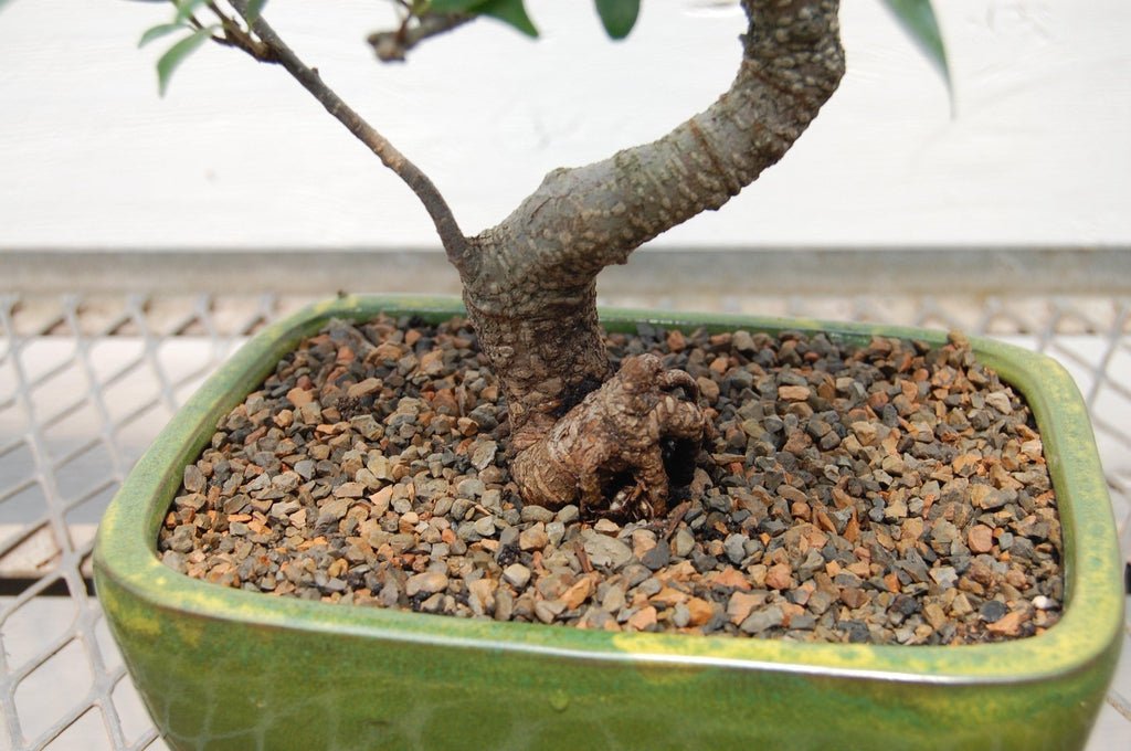 Ficus Retusa Bonsai Tree