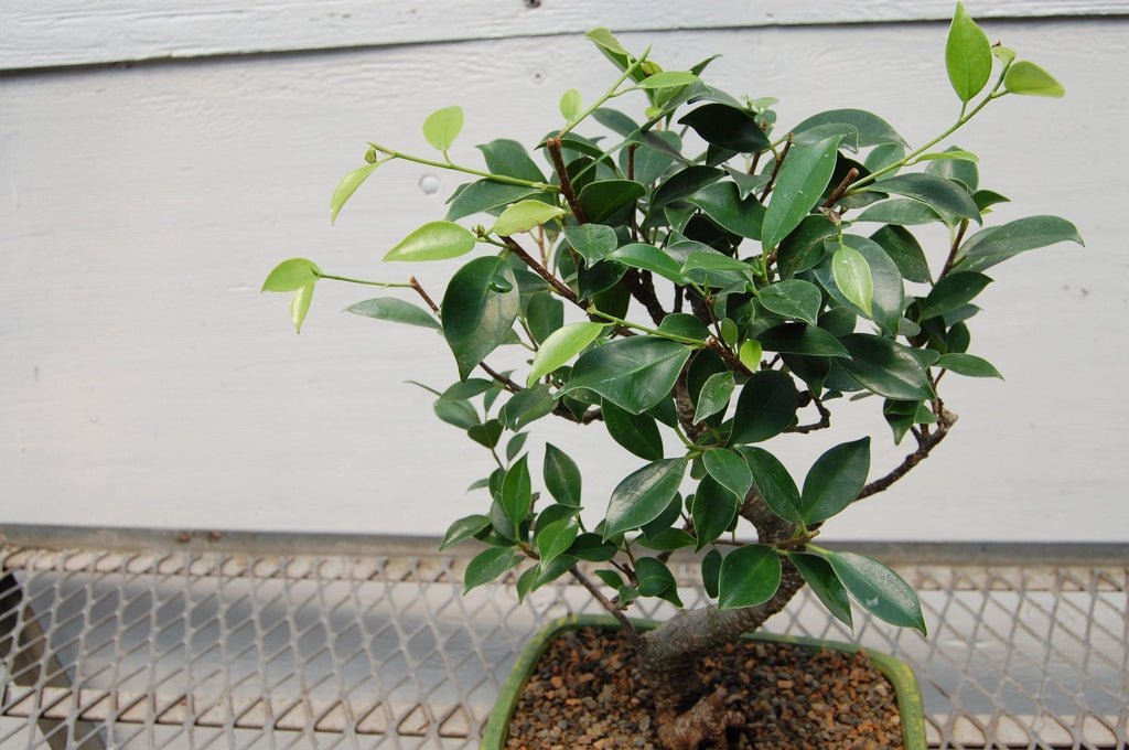 Ficus Retusa Bonsai Tree