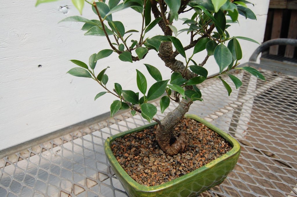 Ficus Retusa Bonsai Tree