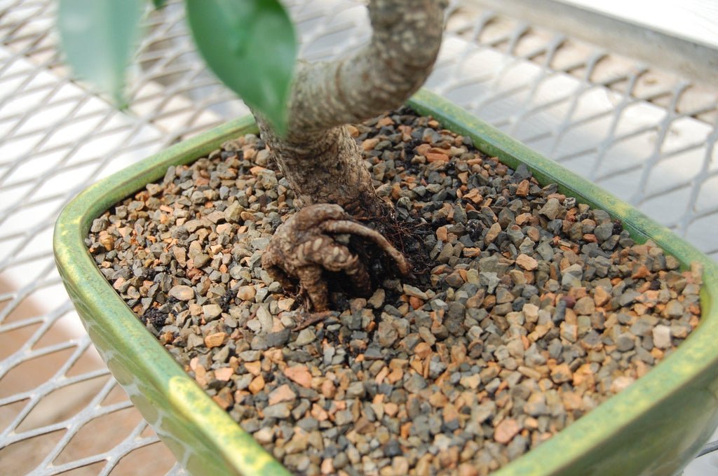 Ficus Retusa Bonsai Tree