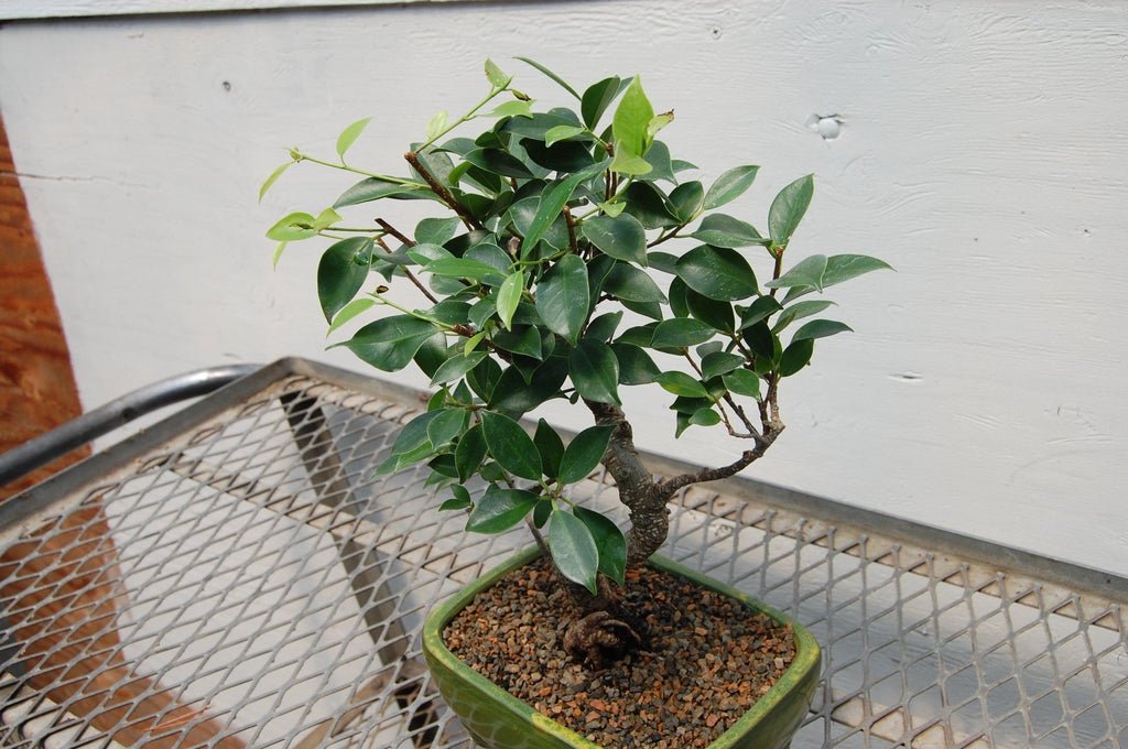 Ficus Retusa Bonsai Tree