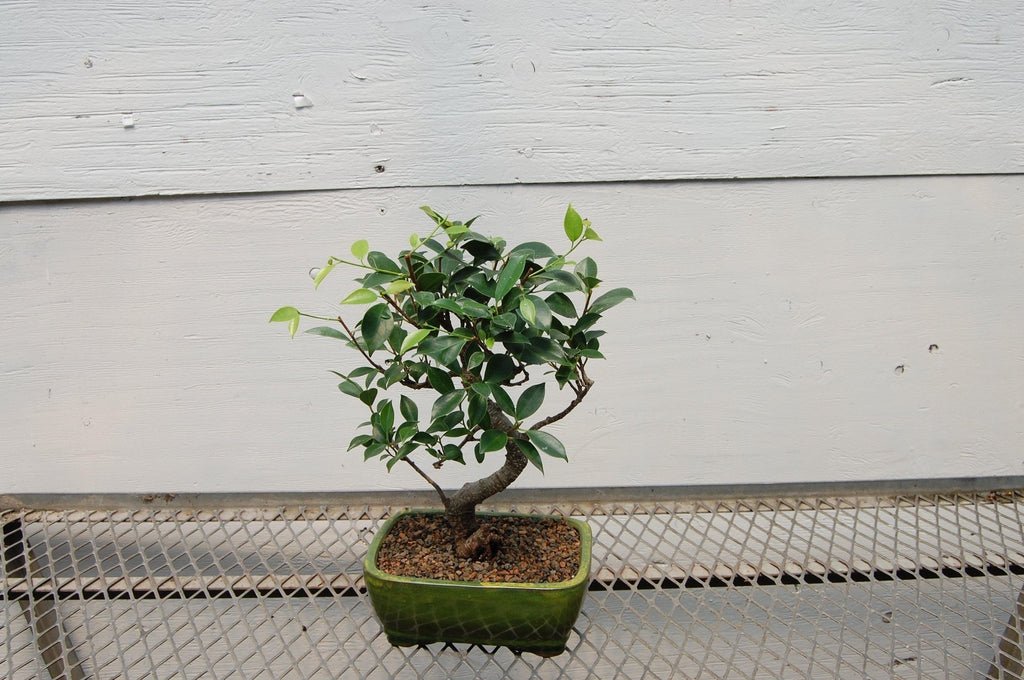 Ficus Retusa Bonsai Tree