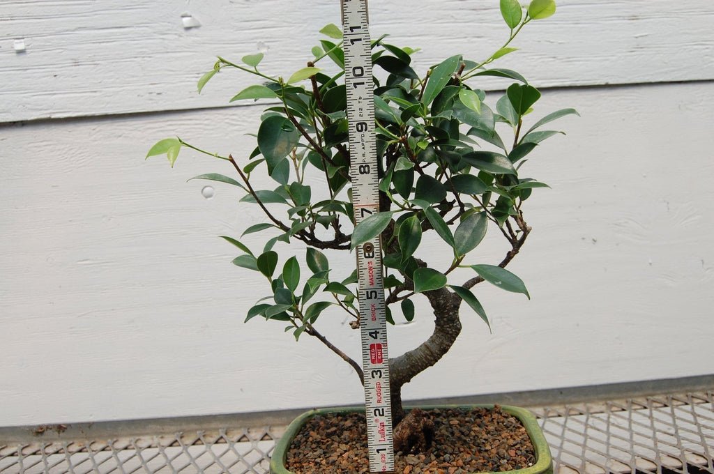 Ficus Retusa Bonsai Tree