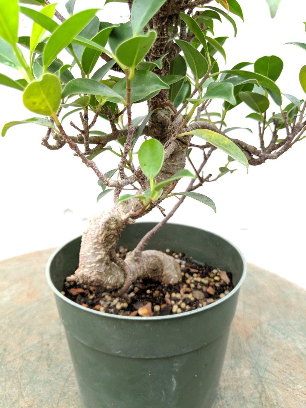 Ficus Retusa Pre Bonsai Tree