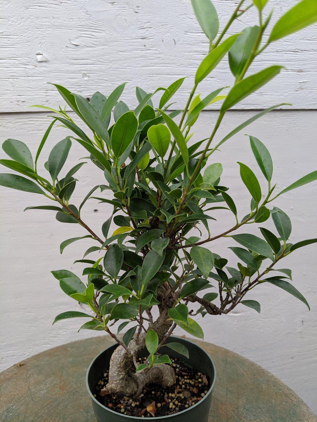 Ficus Retusa Pre Bonsai Tree