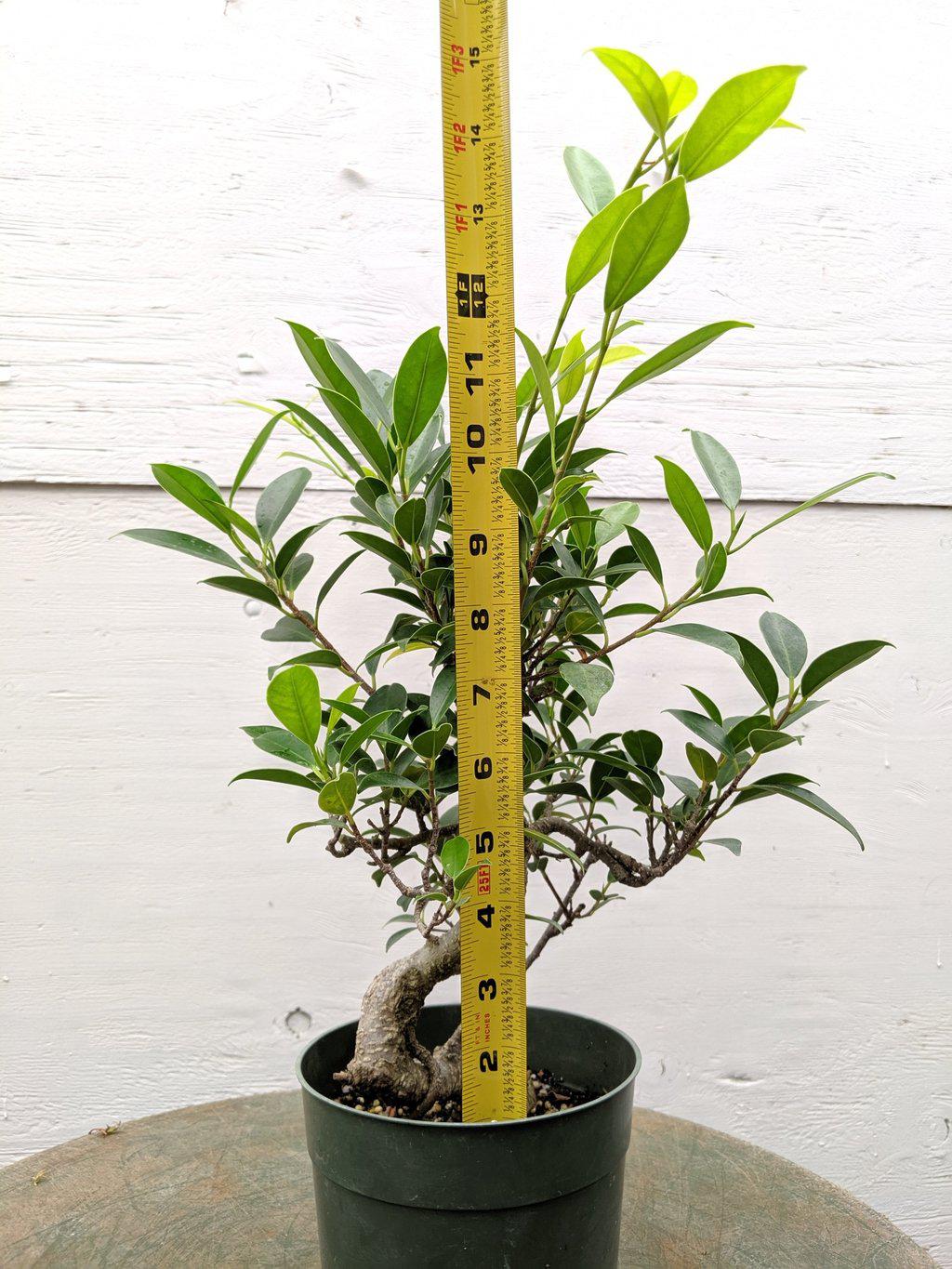 Ficus Retusa Pre Bonsai Tree