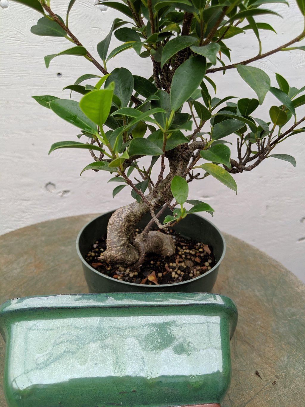 Ficus Retusa Pre Bonsai Tree