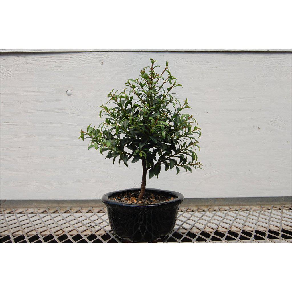 Flowering Brush Cherry Bonsai Tree