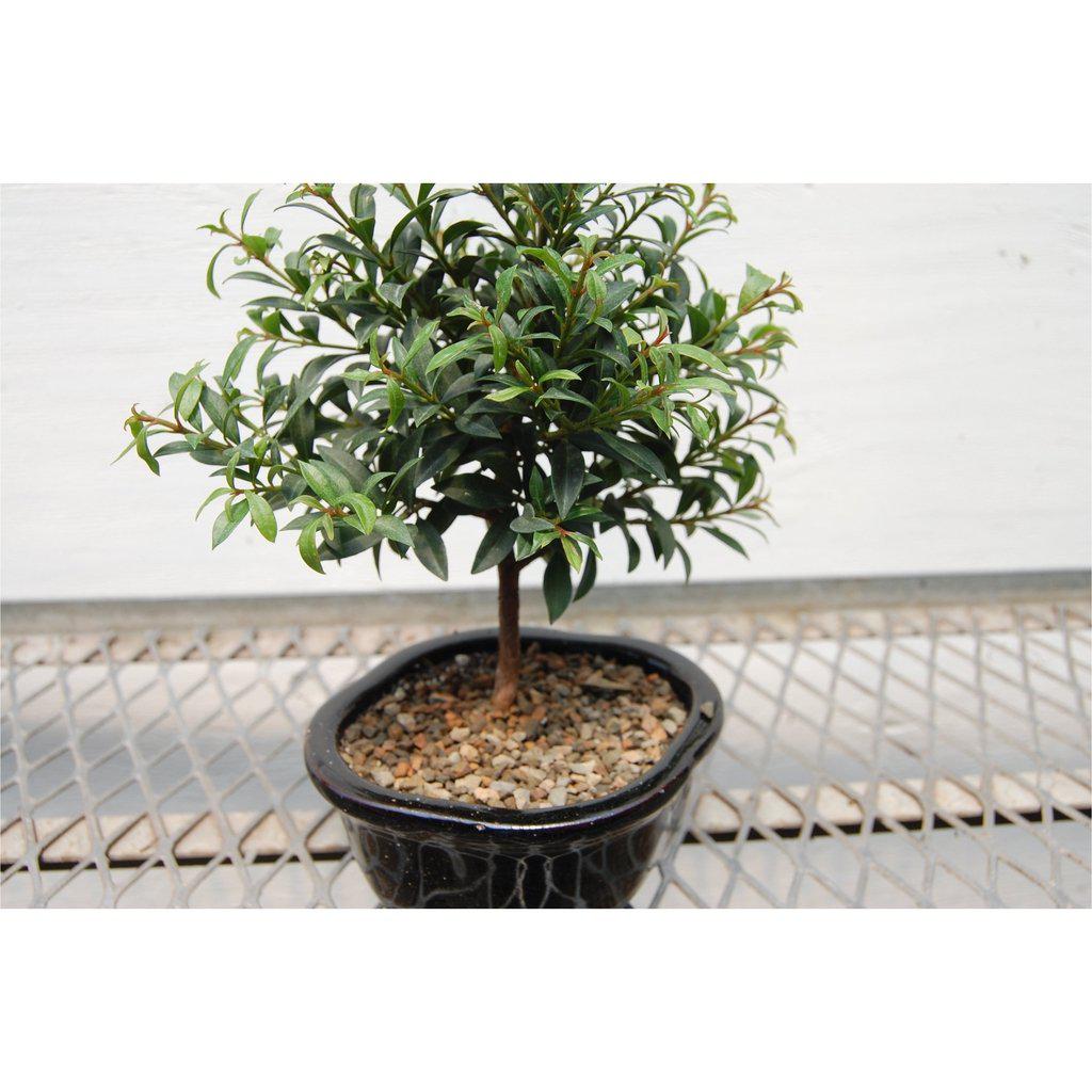 Flowering Brush Cherry Bonsai Tree