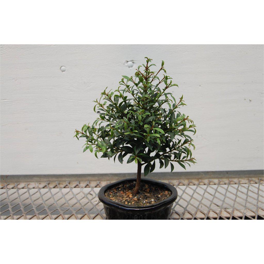 Flowering Brush Cherry Bonsai Tree