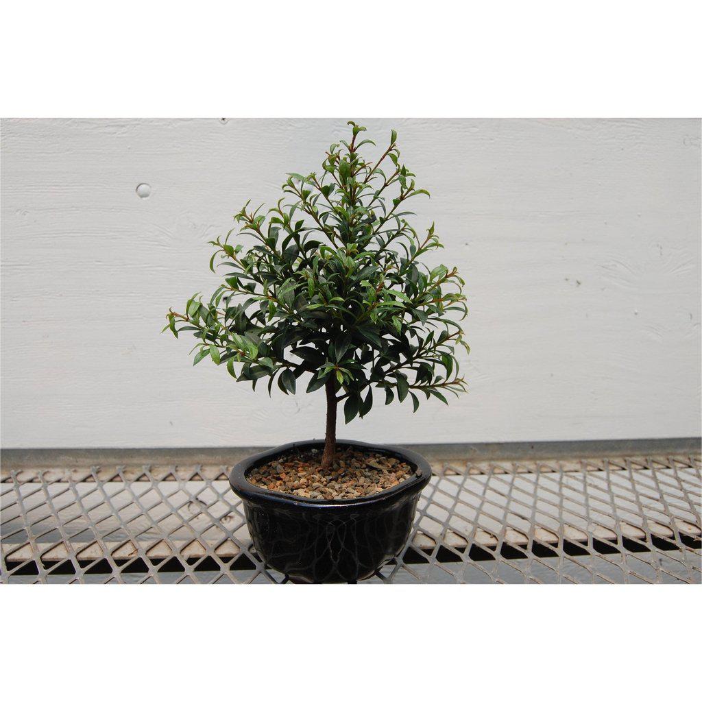 Flowering Brush Cherry Bonsai Tree