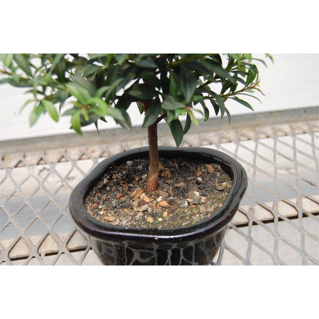 Flowering Brush Cherry Bonsai Tree