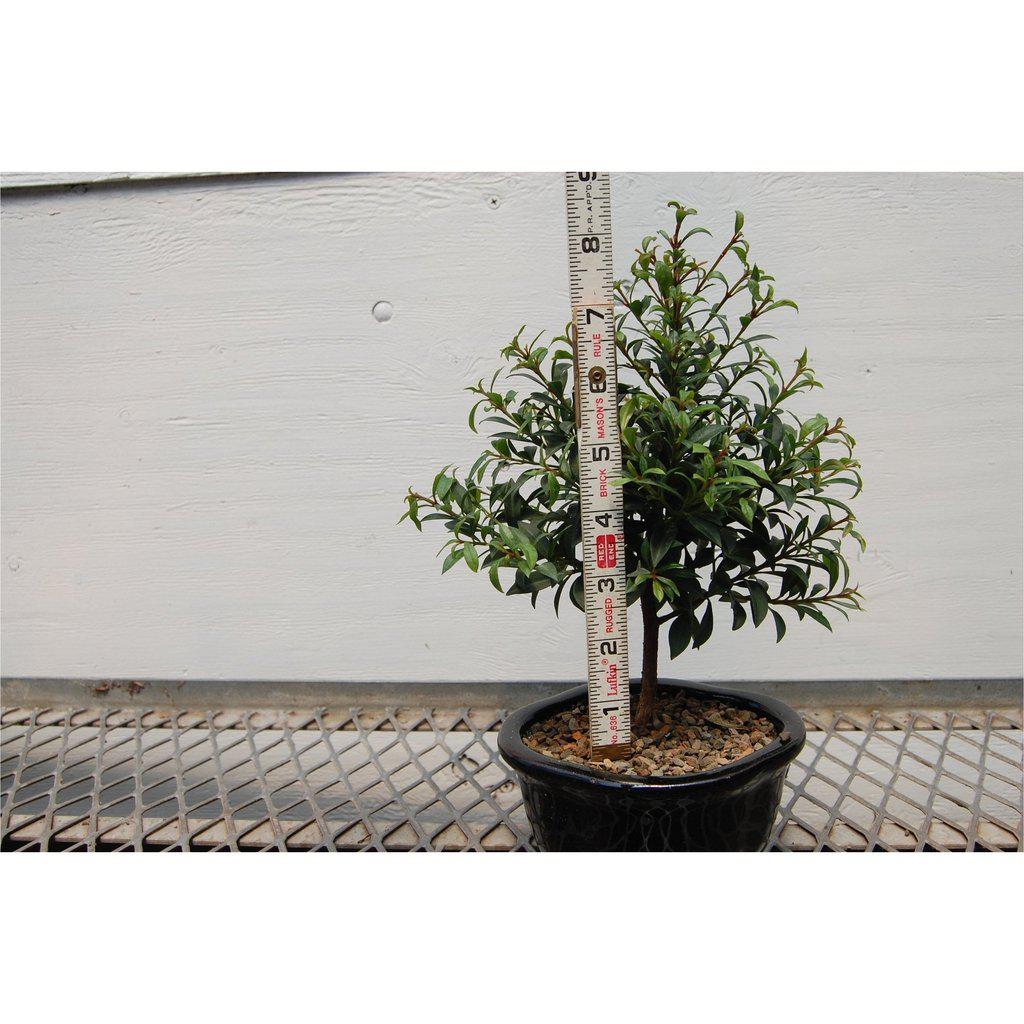 Flowering Brush Cherry Bonsai Tree