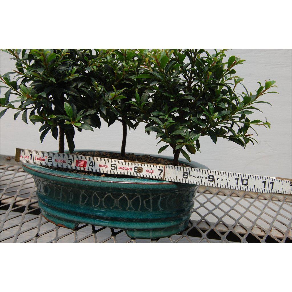 Flowering Brush Cherry Bonsai Tree Forest (3 Trees)