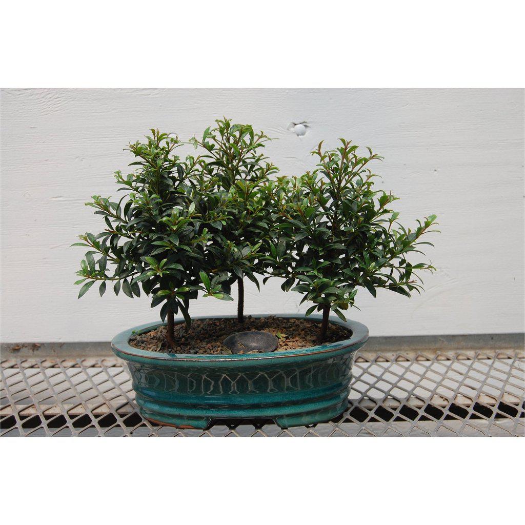 Flowering Brush Cherry Bonsai Tree Forest (3 Trees)