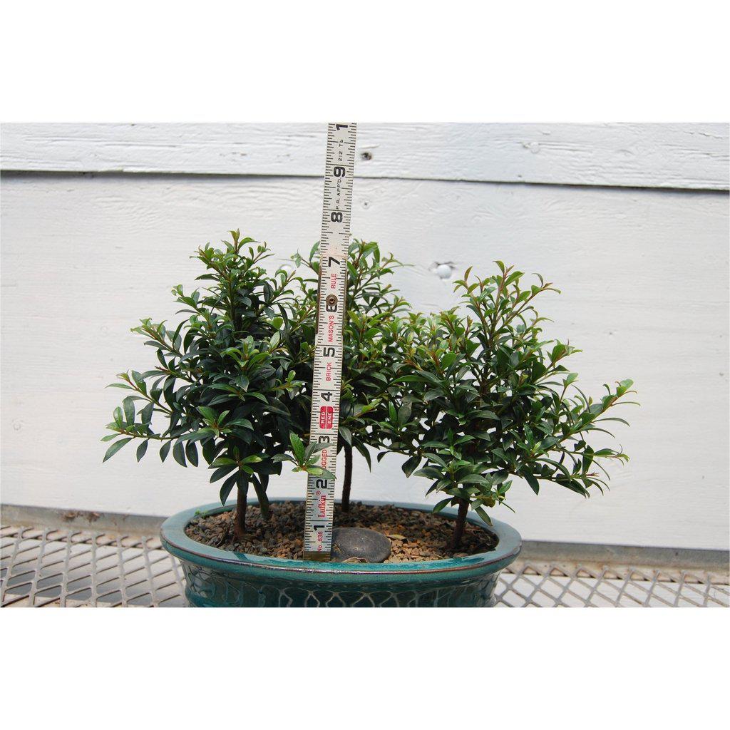 Flowering Brush Cherry Bonsai Tree Forest (3 Trees)