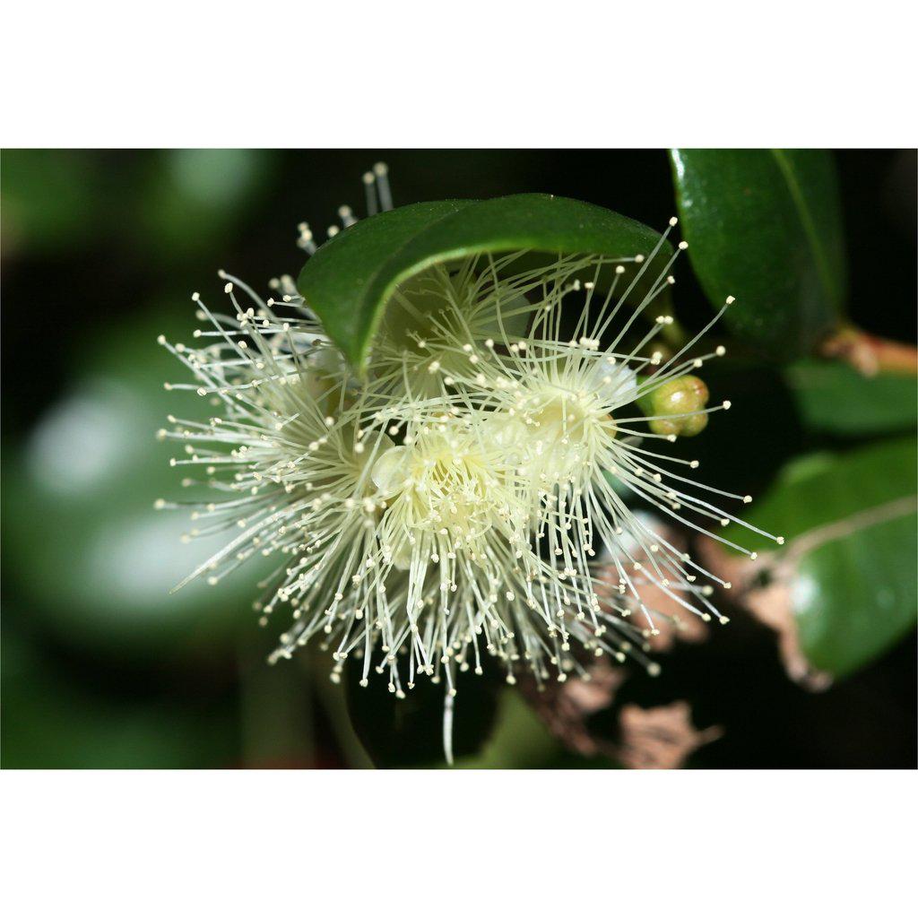 Flowering Brush Cherry Bonsai Tree Forest (3 Trees)