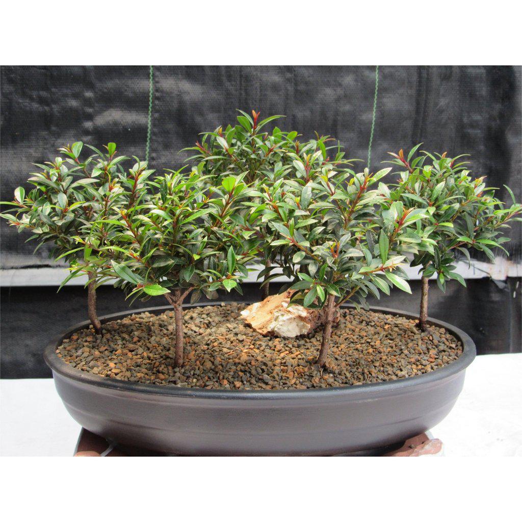 Flowering Brush Cherry Bonsai Tree Forest (5 Trees)