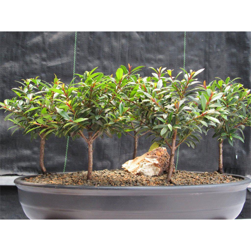 Flowering Brush Cherry Bonsai Tree Forest (5 Trees)