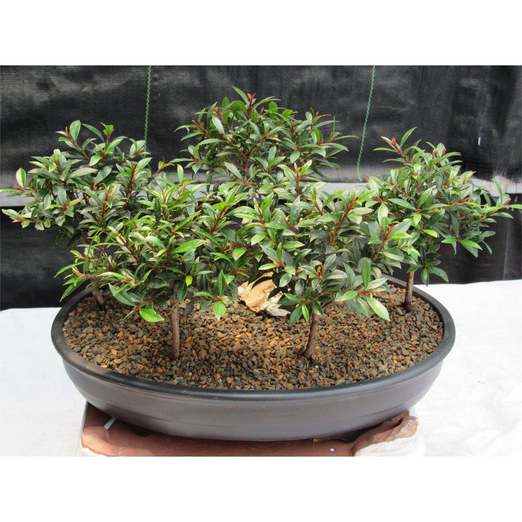 Flowering Brush Cherry Bonsai Tree Forest (5 Trees)