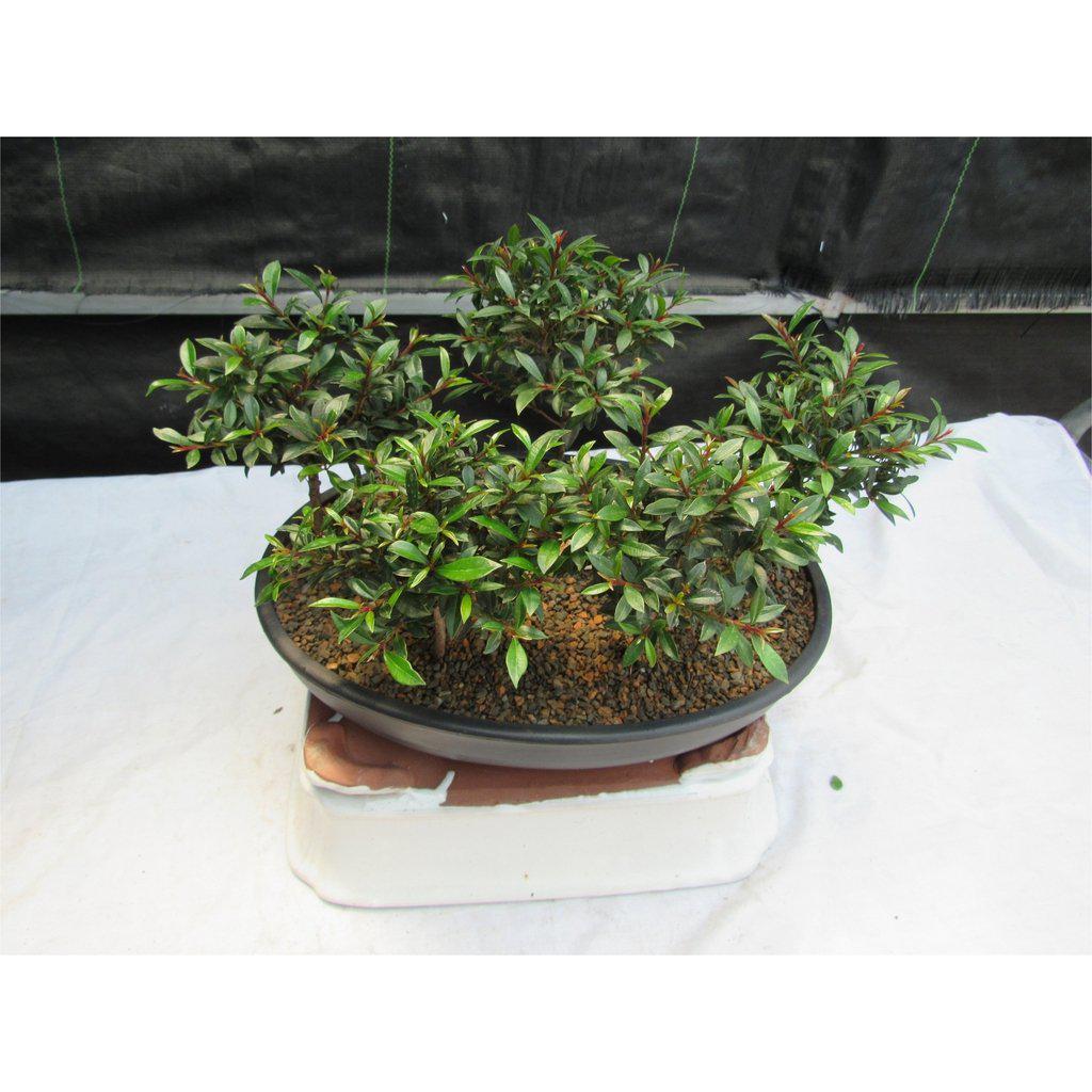 Flowering Brush Cherry Bonsai Tree Forest (5 Trees)