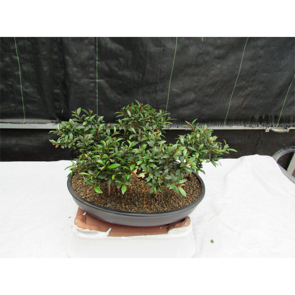 Flowering Brush Cherry Bonsai Tree Forest (5 Trees)