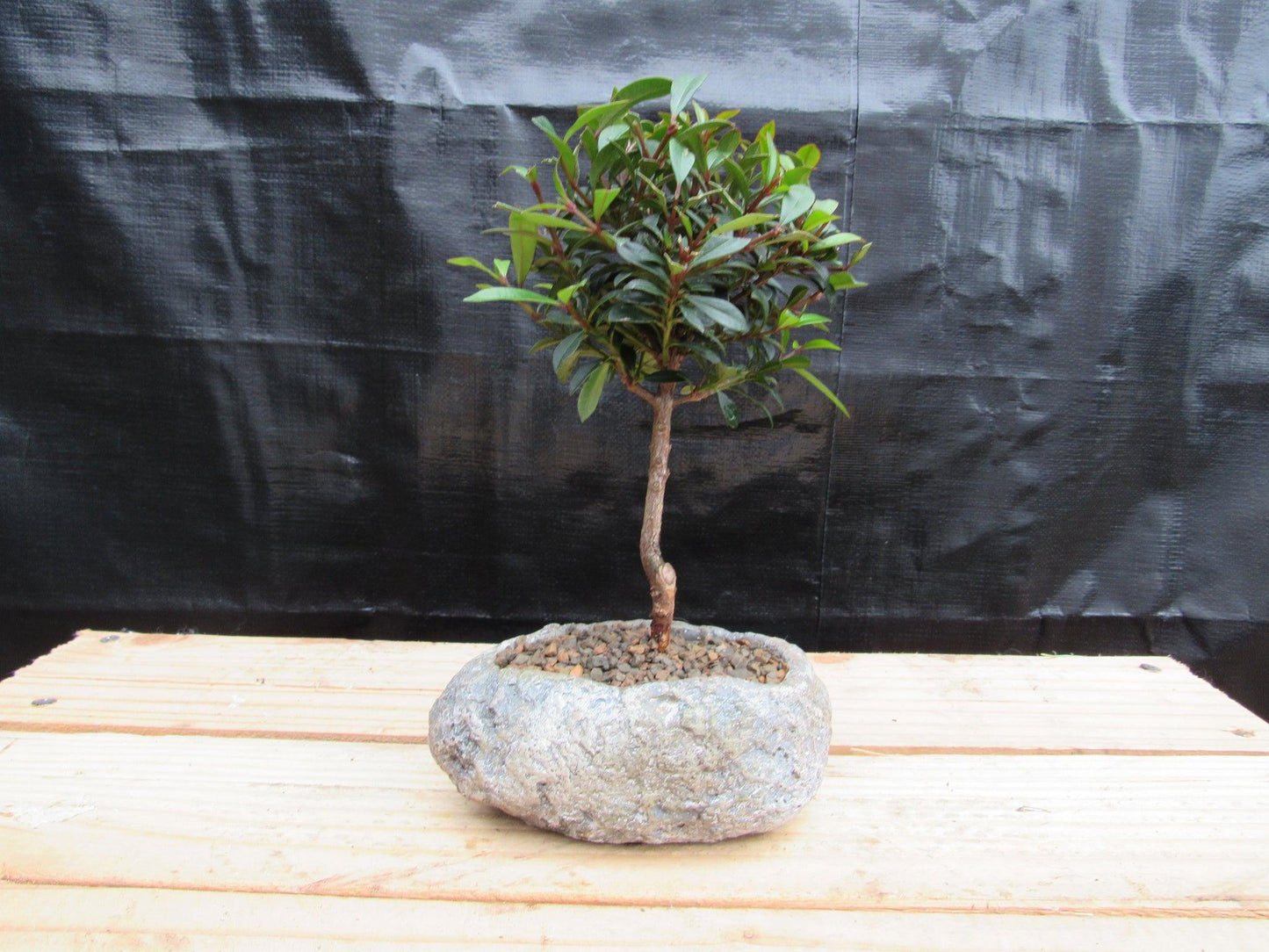 Flowering Brush Cherry Bonsai Tree Planted In A Faux Lava Rock