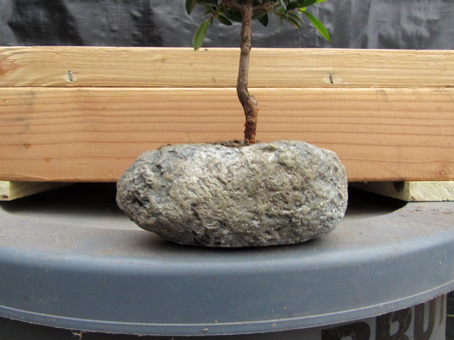 Flowering Brush Cherry Bonsai Tree Planted In A Faux Lava Rock