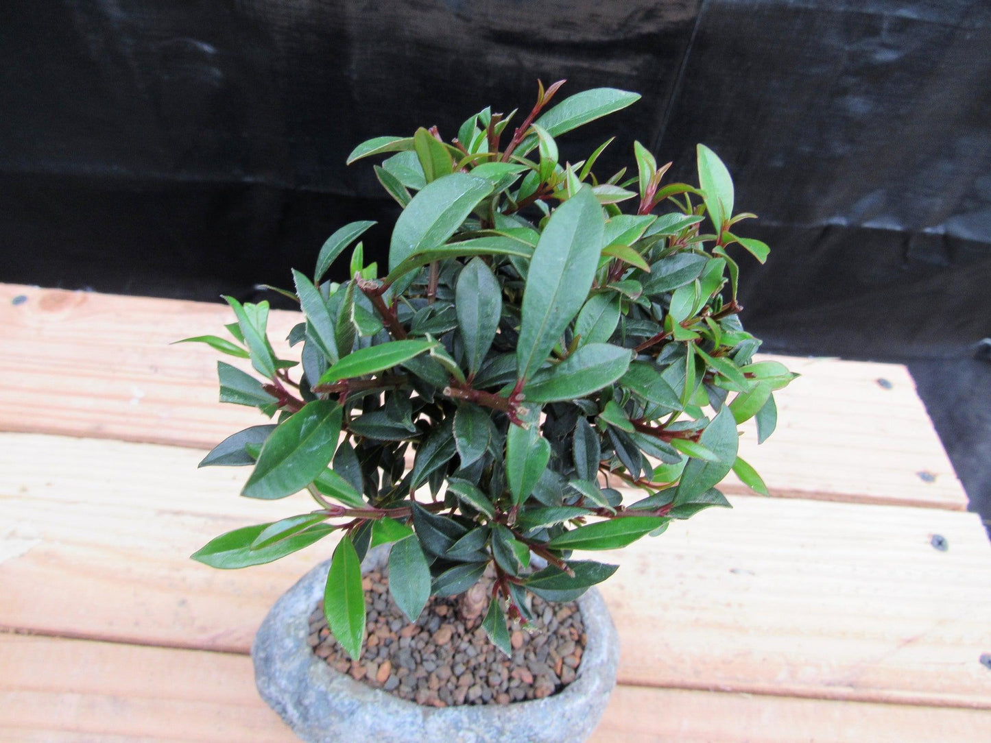 Flowering Brush Cherry Bonsai Tree Planted In A Faux Lava Rock