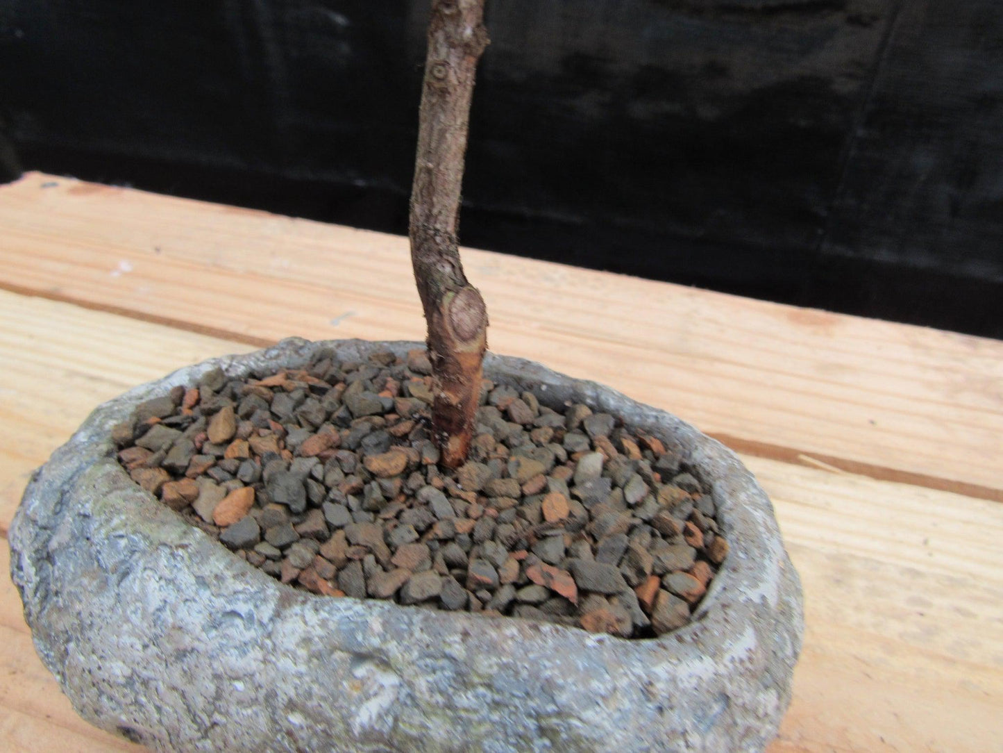 Flowering Brush Cherry Bonsai Tree Planted In A Faux Lava Rock