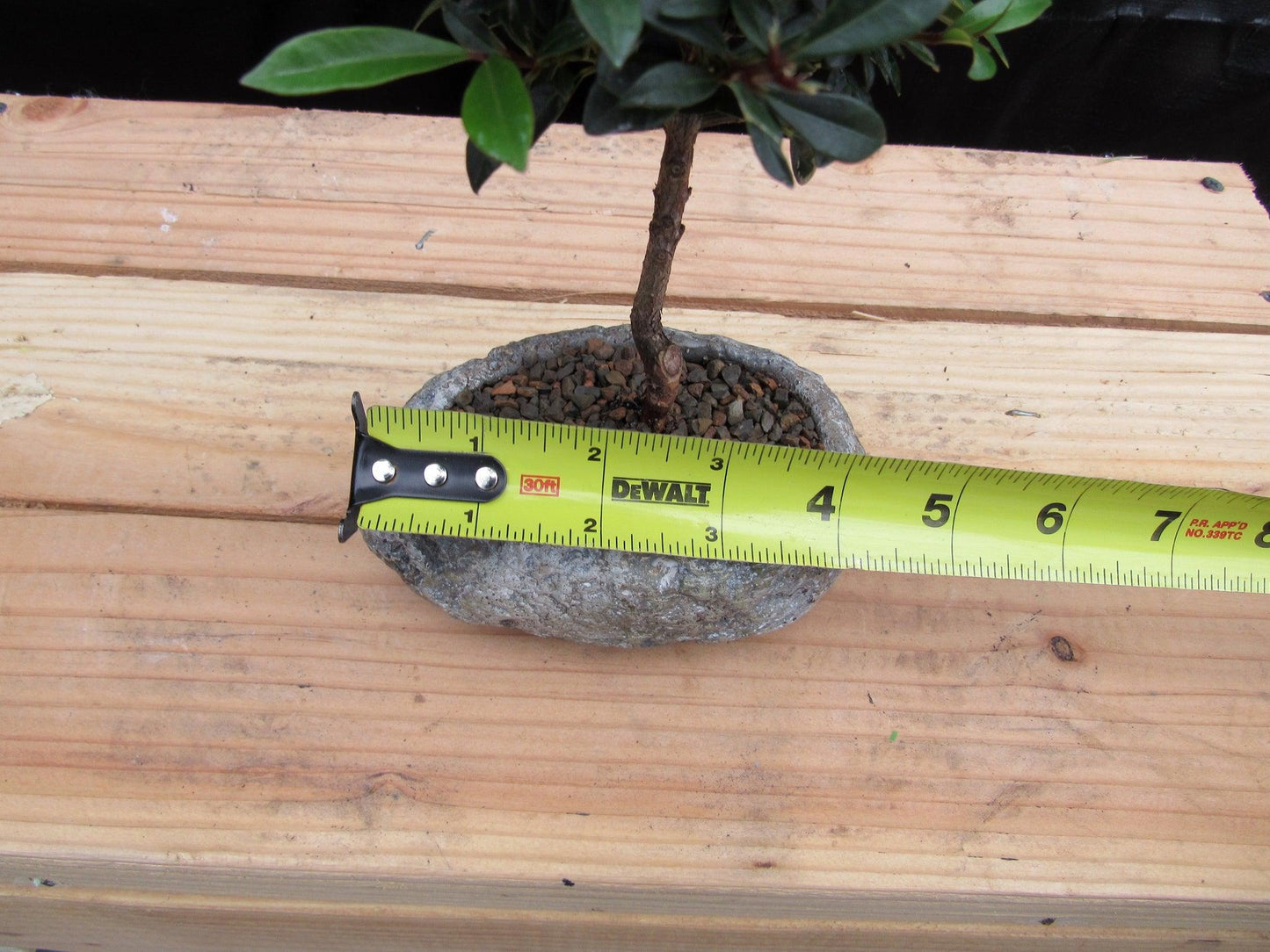 Flowering Brush Cherry Bonsai Tree Planted In A Faux Lava Rock