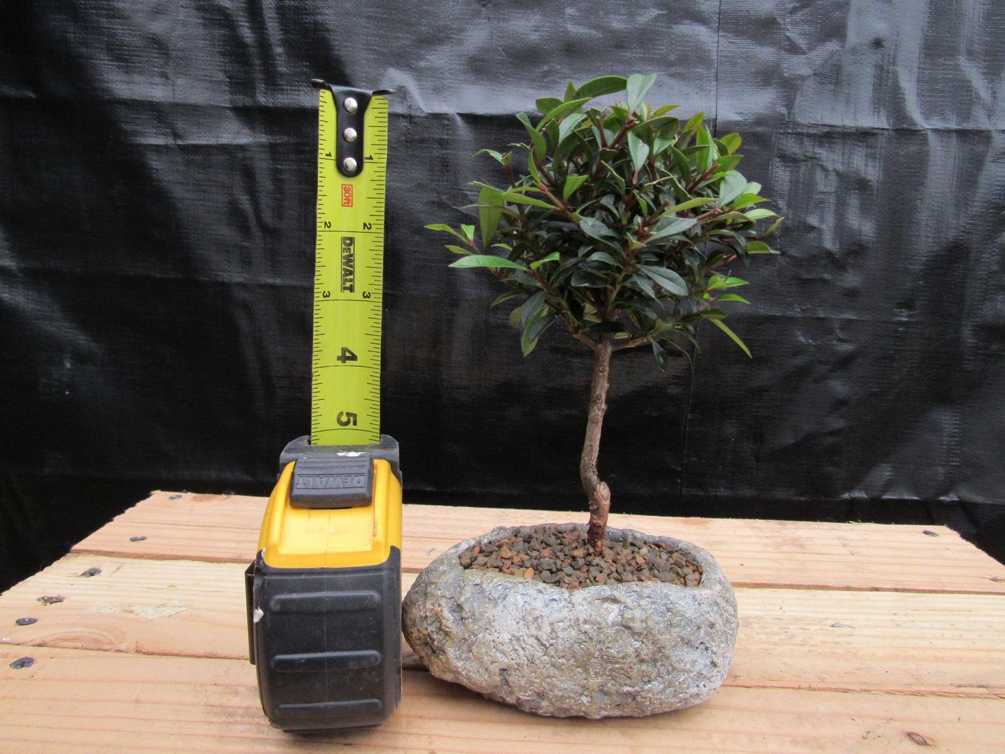 Flowering Brush Cherry Bonsai Tree Planted In A Faux Lava Rock