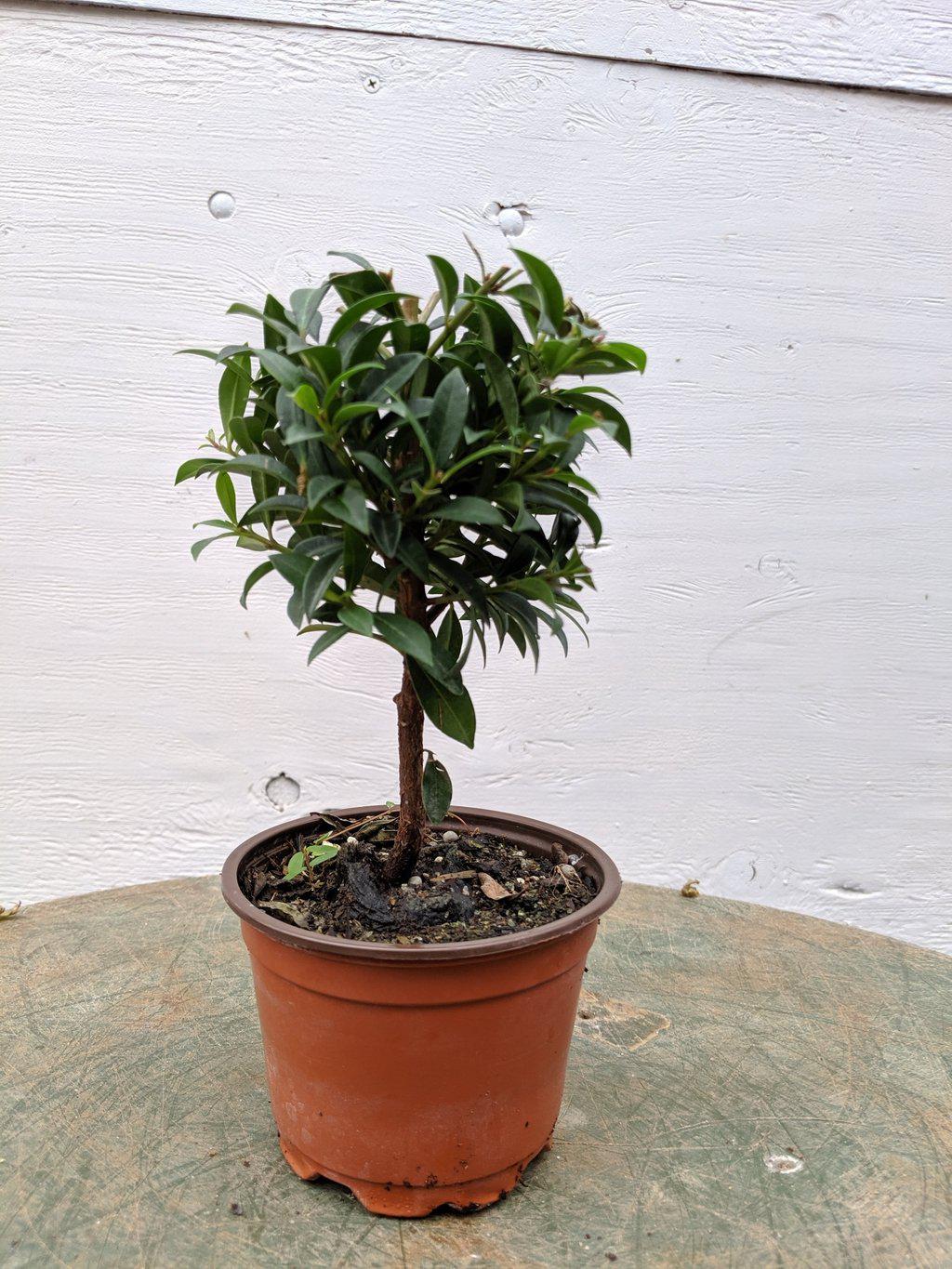 Flowering Brush Cherry Pre Bonsai Tree