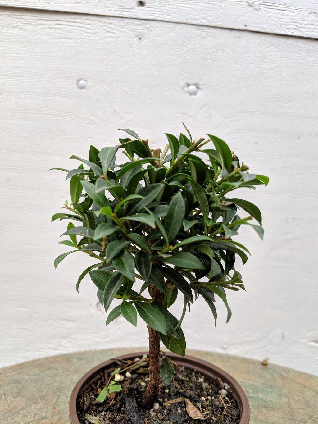 Flowering Brush Cherry Pre Bonsai Tree